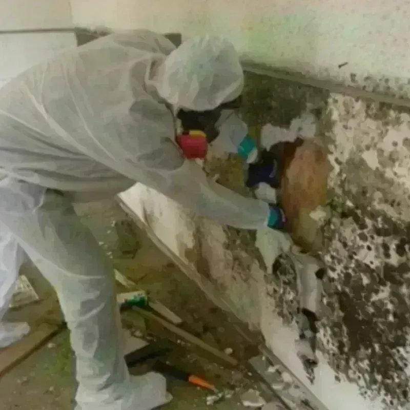 Mold Remediation and Removal in Haywood County, TN